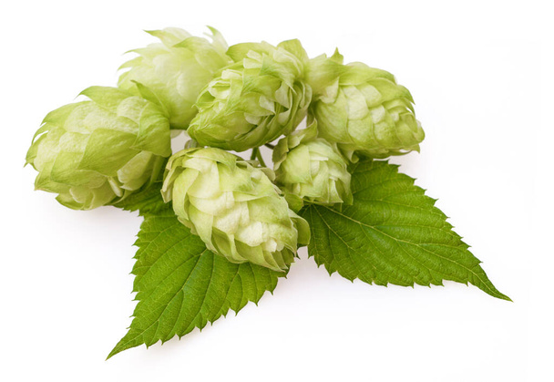 Verse groene hop kegels voor het maken van bier en brood closeup isoleren - Foto, afbeelding