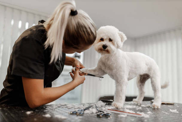 cropped shot of a young blonde pet beautician and white purebred bichon. Grooming of white dog. - Zdjęcie, obraz