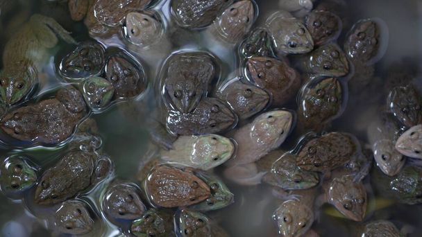 Grenouilles dans l'eau sale sur le marché. Vue de dessus de nombreuses grenouilles nageant dans l'eau boueuse du terrarium surpeuplé sur le marché de Chatuchak à Bangkok, Thaïlande. - Photo, image
