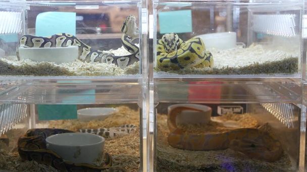 Serpents élevés en captivité à vendre. Petites boîtes en plastique avec des pythons à billes élevés en captivité de différents morphes placés sur le stand sur le marché Chatuchak à Bangkok, Thaïlande. - Photo, image