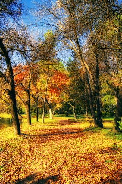 秋の公園の hdr イメージ - 写真・画像