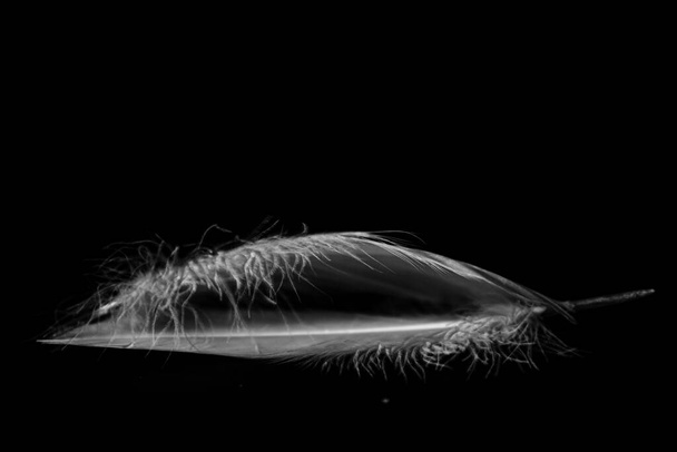 Blanco y negro bellas fotos de plumas sobre fondo negro con grano. - Foto, Imagen