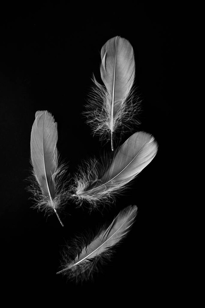 Schwarz-weiße Kunstfotos von Federn auf schwarzem Hintergrund mit Maserung. - Foto, Bild