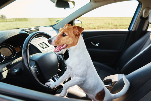 Jack Russellin terrierikoira istuu autossa kuskin istuimella. Matka koiran kanssa - Valokuva, kuva