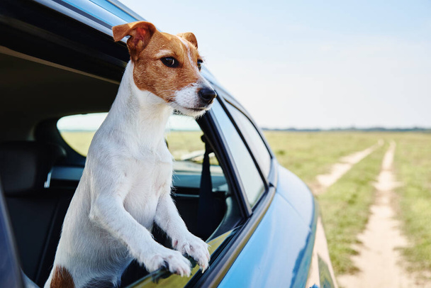 Χαρούμενος Τζακ Ράσελ τεριέ σκύλος κοιτάζει έξω από το παράθυρο του αυτοκινήτου. Ταξίδι με σκύλο - Φωτογραφία, εικόνα