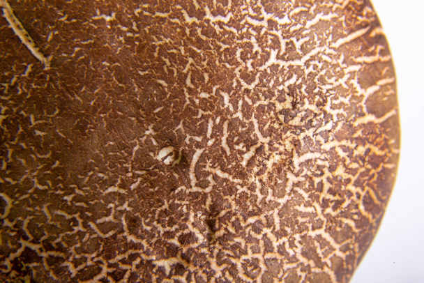 Beyaz arka planda kahverengi formalı inek mantarı şapkası. Yatay oryantasyon. Yüksek kalite fotoğraf. Yukarıdan görüntüle - Fotoğraf, Görsel