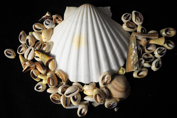 Sea shell - Foto, afbeelding