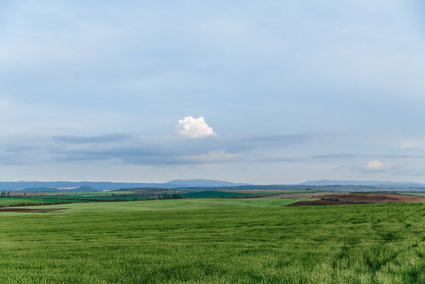Zöld mező és ég felhőkkel, fű tavaszi háttérrel, mezőgazdasági gabonatermés - Fotó, kép