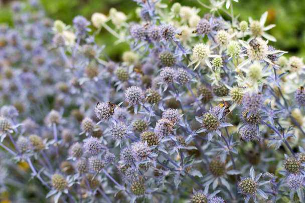 Blue Eryngo or Eryngium planum. Wild flowers with wasps close-up. - Photo, Image