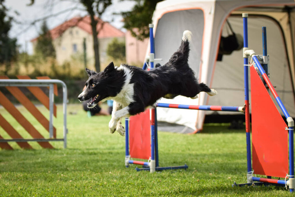 Tricolor border collie in agility race on Ratenice competition. Amazing day on czech agility competition in town Ratenice it was competition only for large. - Photo, Image
