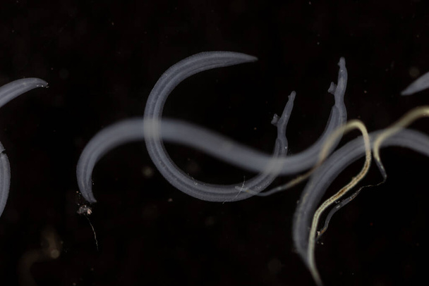 Schistosoma es un género de trematodos, comúnmente conocido como grietas de la sangre para la educación en laboratorio.. - Foto, imagen