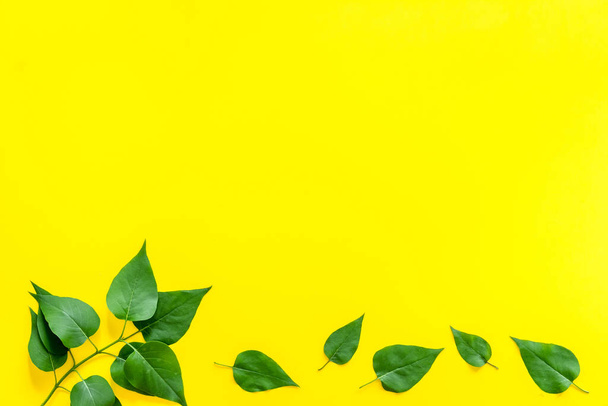 Green tree leaves pattern. Nature summer concept, above view, flat lay - Photo, image