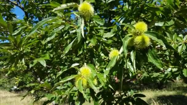 Sweet chestnuts in husks growing on brunches of chestnut tree - Footage, Video