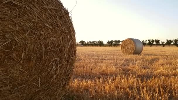 Veld met hooibalen na de oogst bij zonsondergang - Video