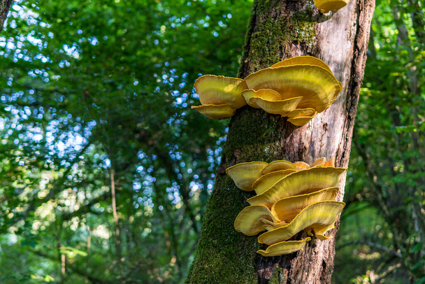 Красивые разноцветные грибы в осеннем лесу Германии - Фото, изображение