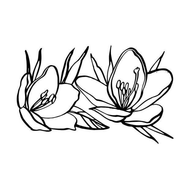 White flowers. SPA concept. Graphic illustrations. Botanical painting on isolated white background. Can be used as background for web pages wedding invitations, greeting cards, postcards, patterns - Vector, Image