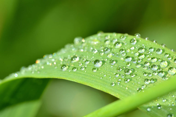 Close-up of dew drops on a blade of spring grass. Low depth of field. - Photo, Image