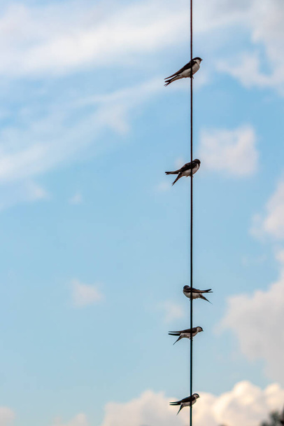 Fünf Schwalben stehen auf Stromkabel - Foto, Bild
