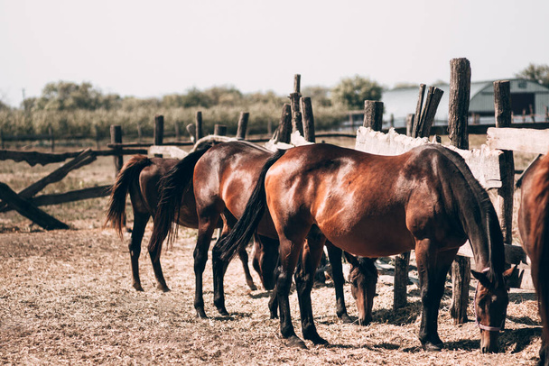 Hermosos caballos marrones y oscuros comen heno de pie en el paddock. Animales inteligentes, granja de caballos. Una manada de caballos vista desde la parte trasera. - Foto, imagen