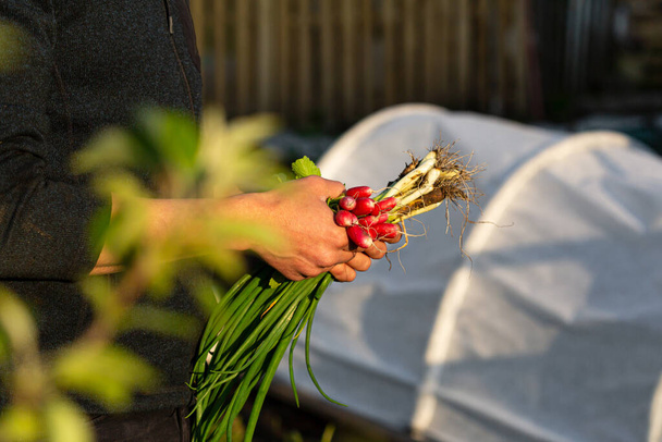Organic spring radish and chives in hands, against small greenhouse - Фото, зображення