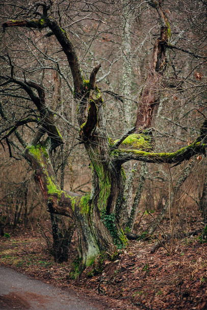 Таинственный лес со старыми деревьями, полями, кривыми корнями - Фото, изображение