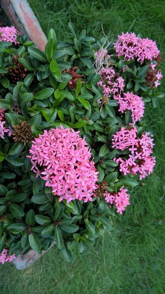 κοντινή άποψη του υπόλευκου ροζ λουλούδια Ixora και το φυτό  - Φωτογραφία, εικόνα