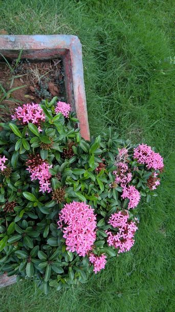 primo piano vista di fiori e piante Ixora rosa biancastro  - Foto, immagini