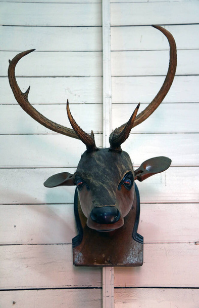 Real antler and wooden head of deer. Hang the decoration on the wooden house wall. - Photo, Image