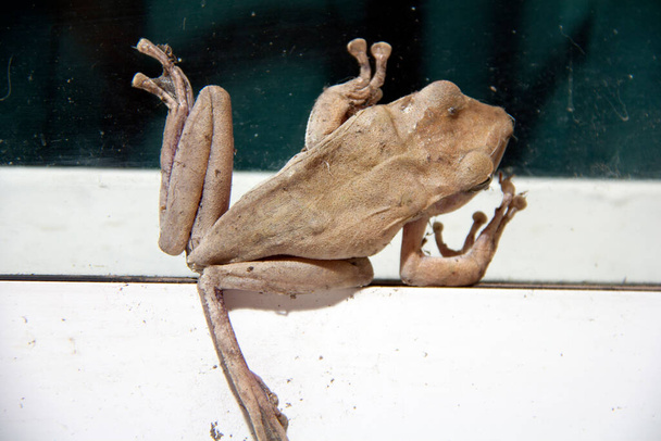 Brązowy kolor żaby drzewnej wspiąć się na szkło z białymi aluminiowymi drzwiami. Żaba drzewna, jej naturalne siedliska są subtropikalne lub tropikalne suche lasy. - Zdjęcie, obraz