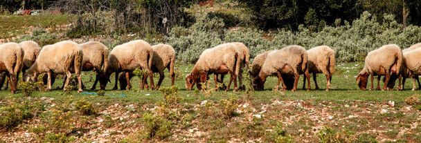 sheep in a row graze on the green grass - 写真・画像