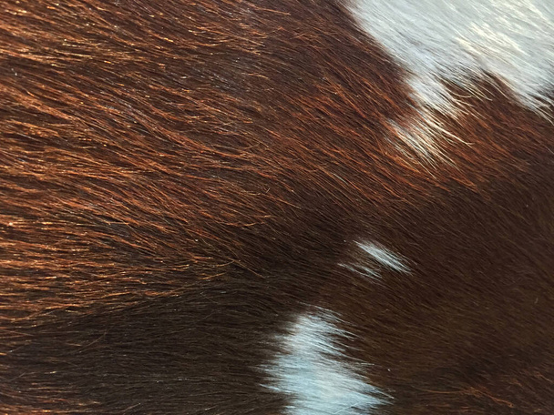 Primo piano la lana di mucca, il colore del modello è bianco e marrone. è il pelo che forma il mantello dell'animale. - Foto, immagini