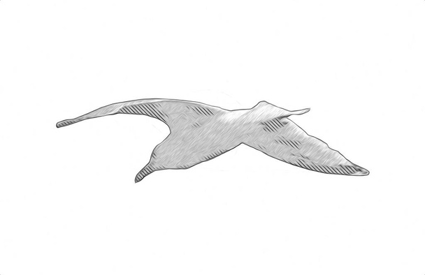 Atlantische weiße Seevögel fliegen am Himmel. Strandmöwe. Seevögel, Möwe Cartoon Art Illustration - Foto, Bild