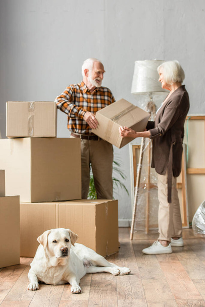visión borrosa de pareja mayor sosteniendo caja de cartón en casa nueva mientras perro acostado en primer plano  - Foto, imagen