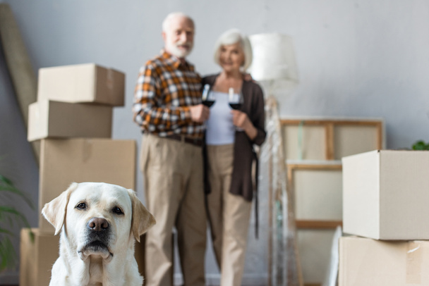 blurred view of senior couple holding glasses of wine and labrador dog on foreground - Photo, Image