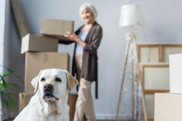размытый вид пожилой женщины с картонной коробкой и собакой-лабрадором на переднем плане - Фото, изображение