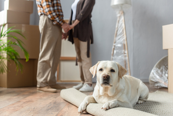 cropped view of senior couple standing in new house and labrador dog lying on carpet on foreground - Foto, afbeelding