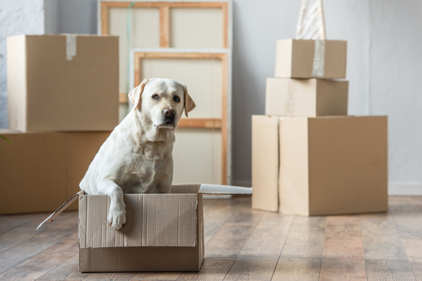cute labrador dog sitting in cardboard box in new house, moving concept - Photo, Image