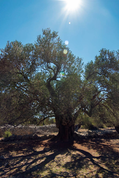 何千年もの古いオリーブの木、パグ島と倫のオリーブ園。ルーン島(クロアチア)で最も古い(2000年)オリーブの木Pag. - 写真・画像