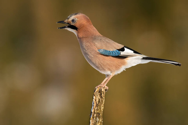 Angry eurasian jay singing on branch in autumn. - Photo, Image