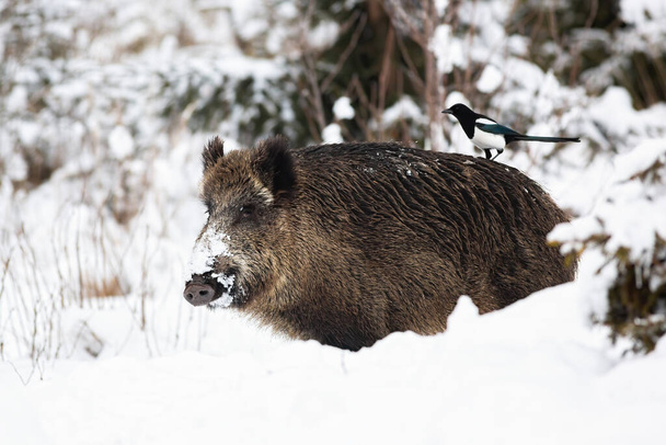 Wildschweine stehen in winterlicher Natur im Schnee. - Foto, Bild