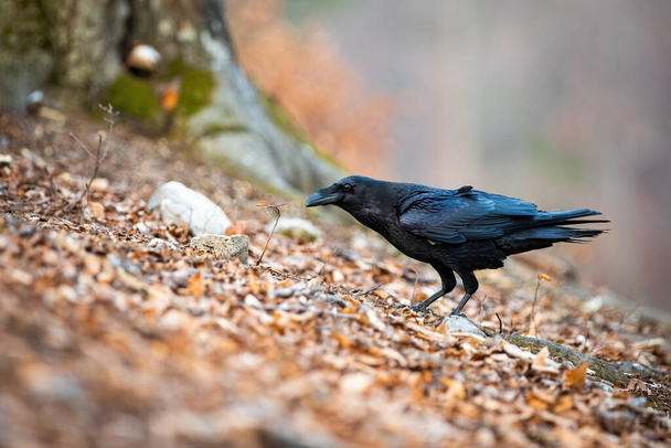 Dark common raven standing in leafs in autumn nature. - Photo, Image
