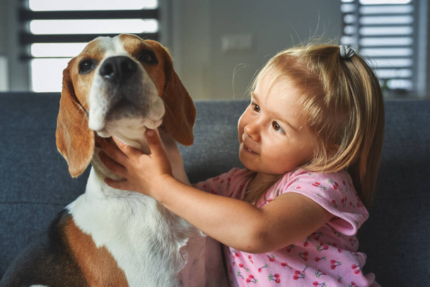 Child hugging tight Beagle dog in bright room. Dog with a cute caucasian baby girl on sofa. Child with dog concept - Photo, Image