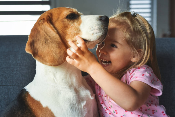 Child hugging tight Beagle dog in bright room. Dog with a cute caucasian baby girl on sofa. Child with dog concept - Photo, Image