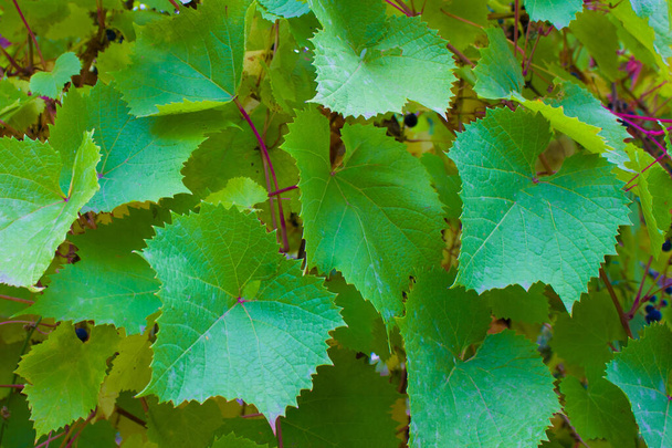 фон зеленого листя винограду
. - Фото, зображення