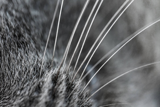 Paski z szarego futra kota w tle - Zdjęcie, obraz