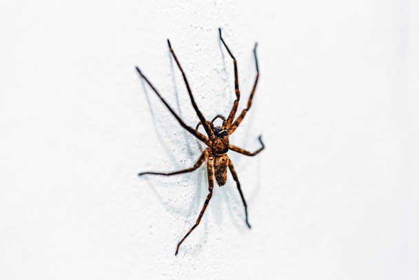 společný pavouk na zdi - Fotografie, Obrázek