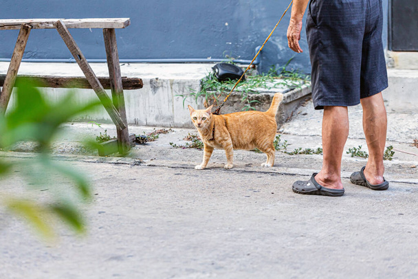 Un chaton de rue qui n'a jamais été aimé - Photo, image