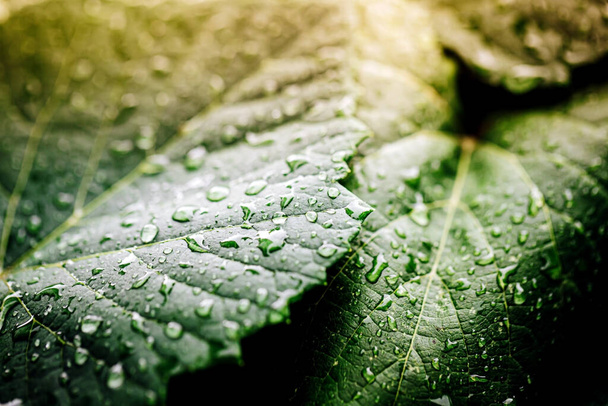 As gotas de água nas folhas durante a estação chuvosa da floresta tropical  - Foto, Imagem