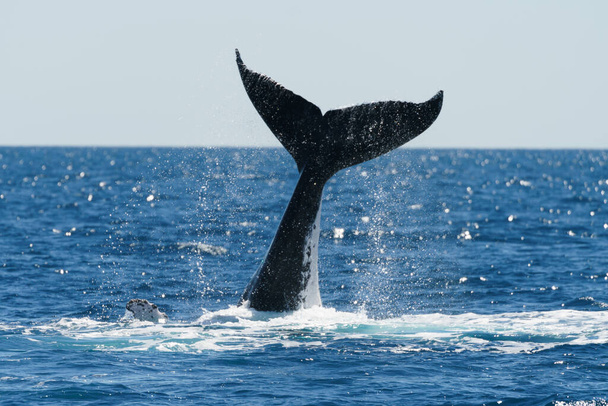 Whales closeup at Brisbane Australia - Photo, Image