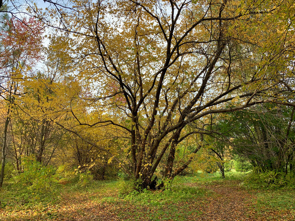 Bosque de otoño. Un pintoresco callejón en el Parque en la temporada de otoño. Hojas amarillas caídas bajo los árboles. Verano indio en otoño. - Foto, imagen